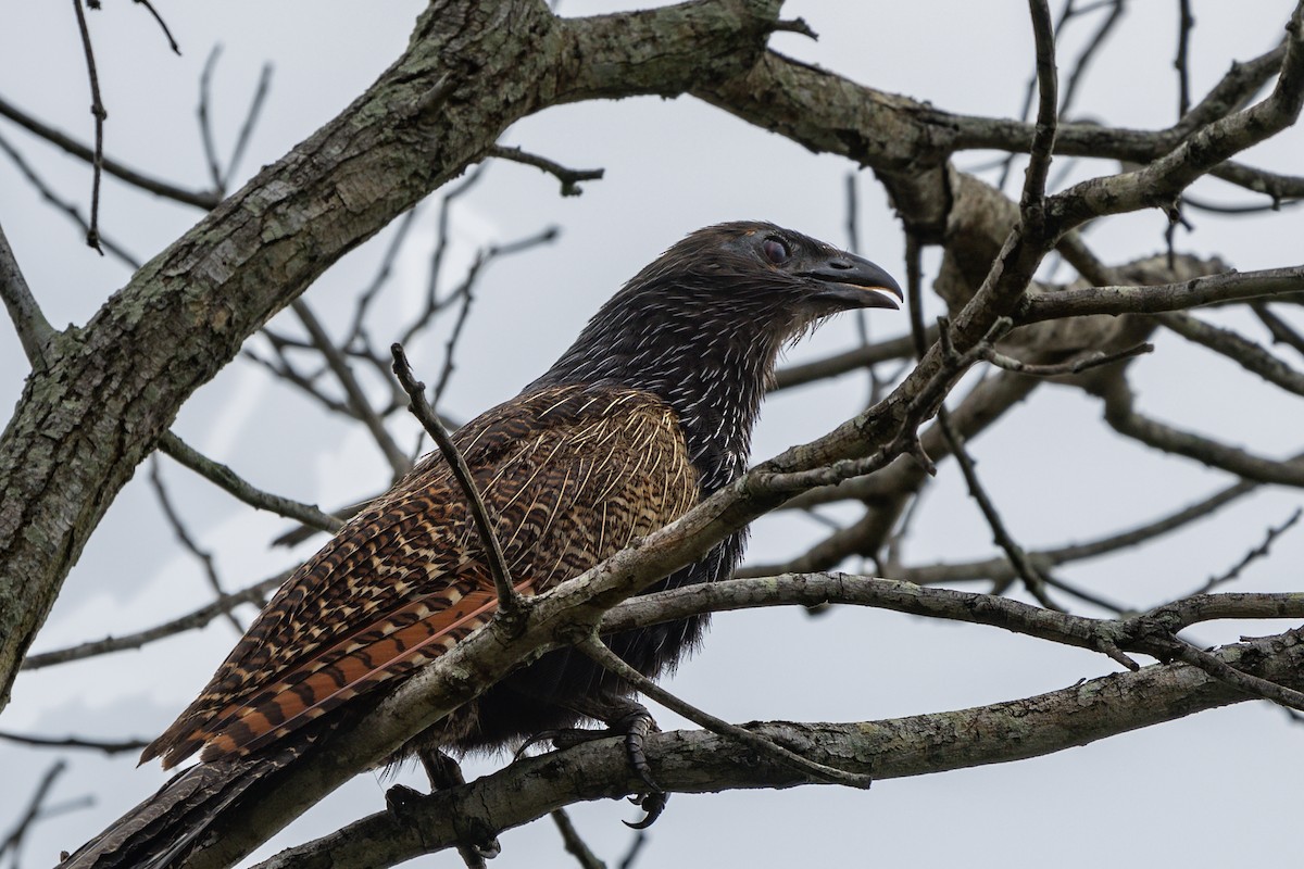 Pheasant Coucal - ML623737613