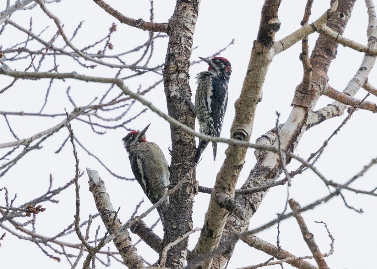 Red-naped Sapsucker - ML623737619