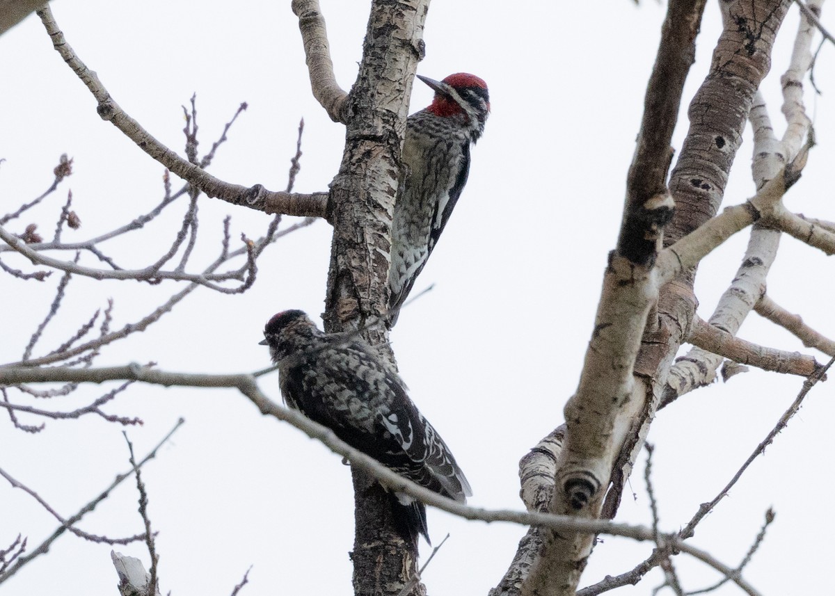 Red-naped Sapsucker - ML623737620