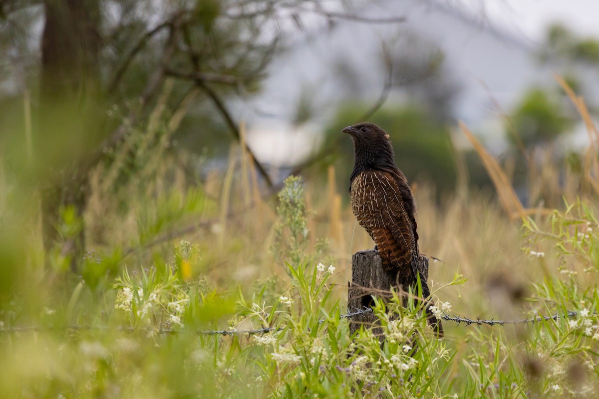 Pheasant Coucal - ML623737622