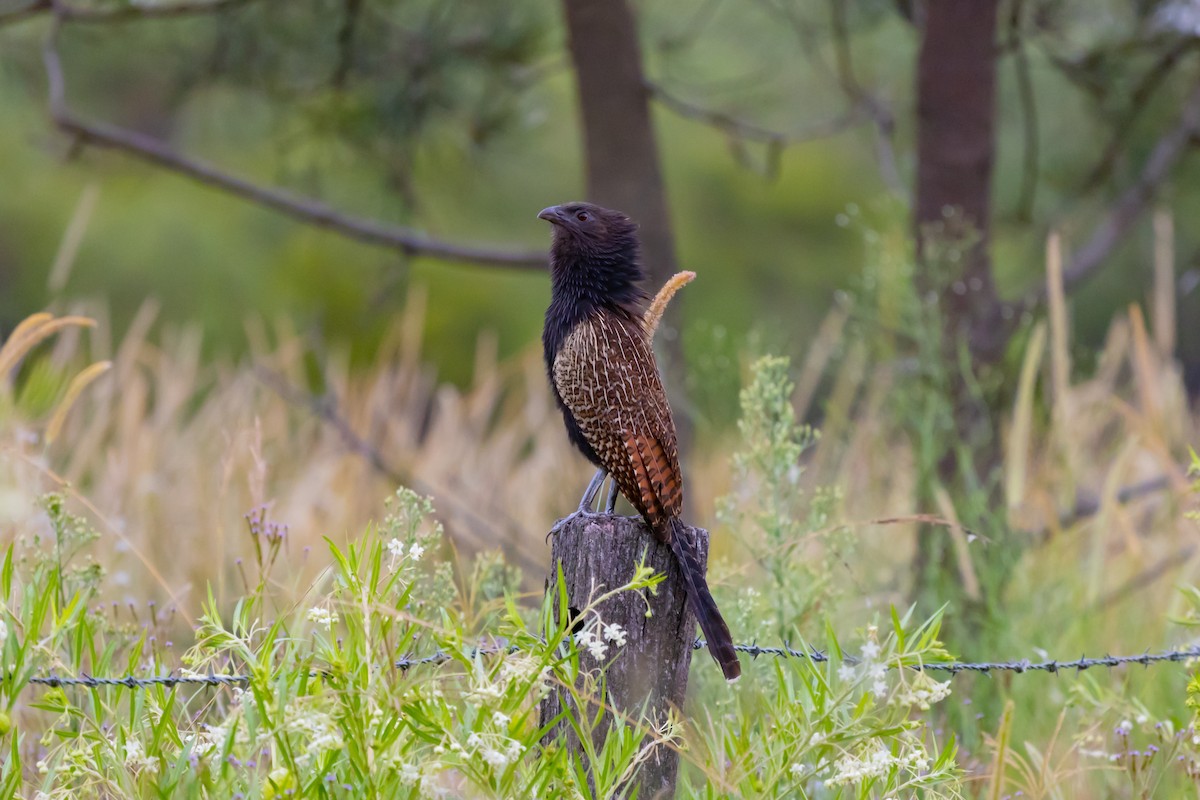 Pheasant Coucal - ML623737623