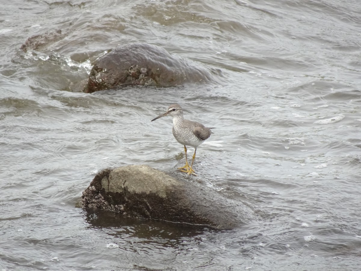 Gray-tailed Tattler - ML623737632