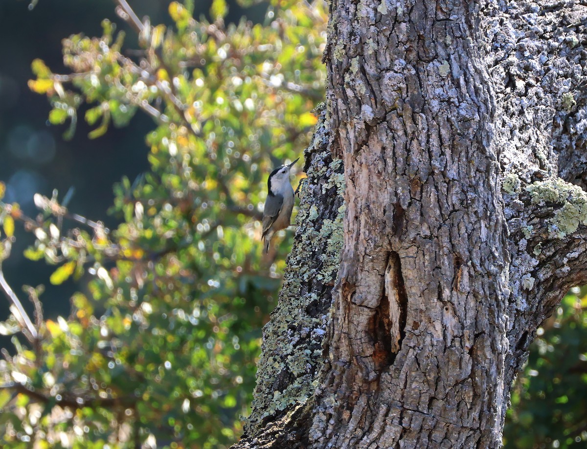 White-breasted Nuthatch - ML623737643