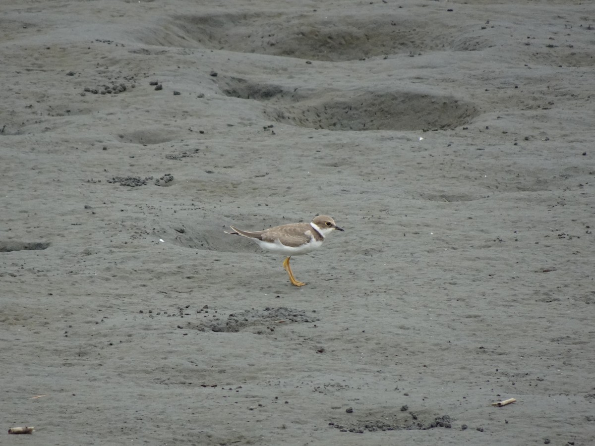 Little Ringed Plover - Pierre Alquier