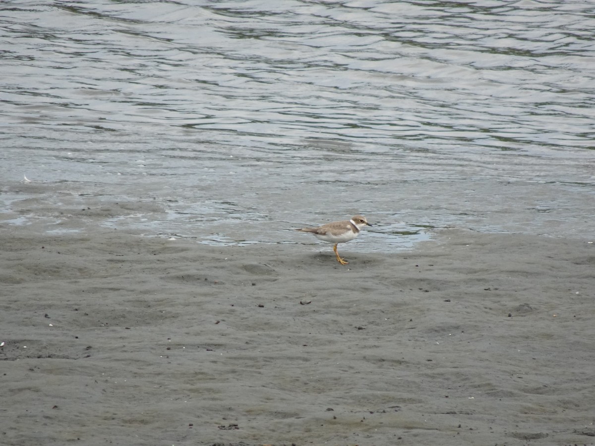 Little Ringed Plover - ML623737657