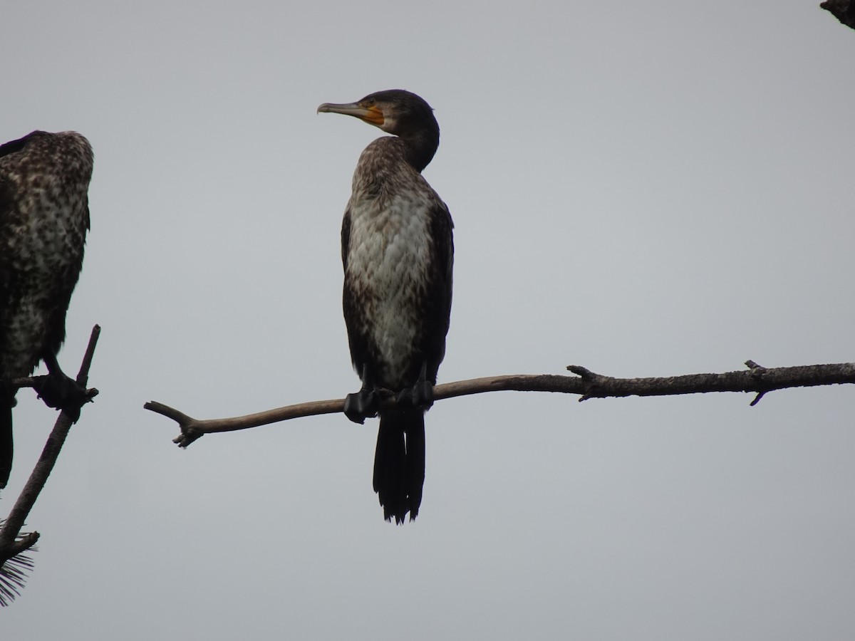 Great Cormorant - ML623737658