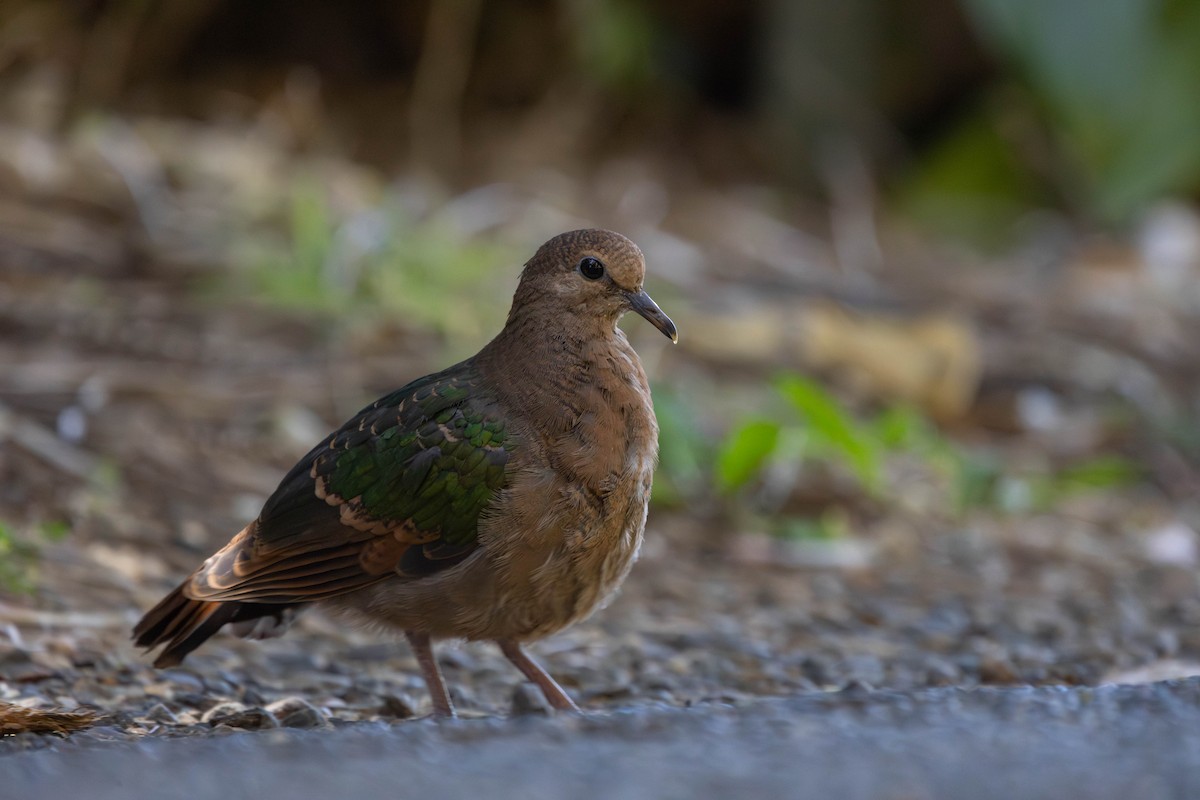 Pacific Emerald Dove - ML623737688