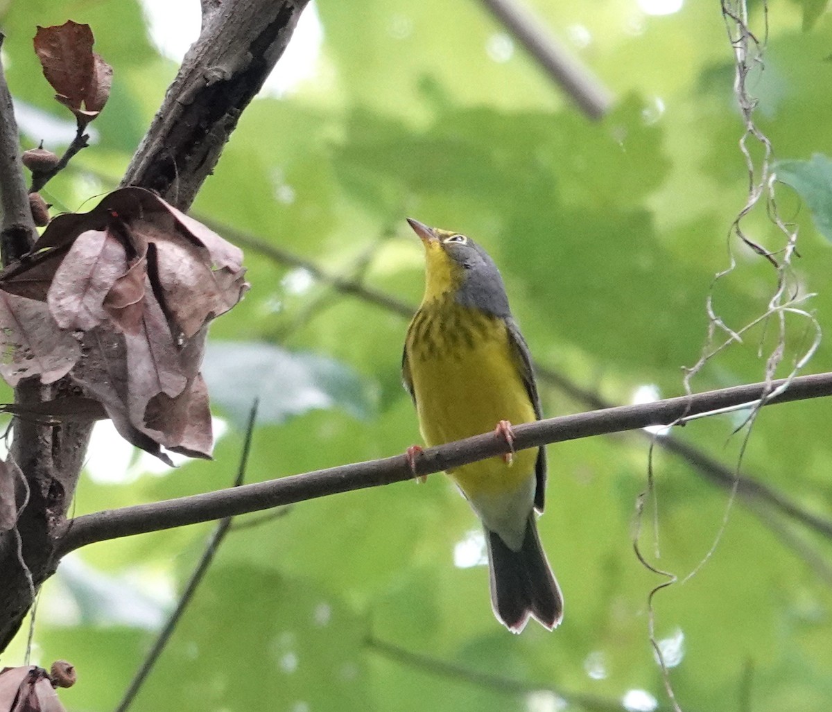 Canada Warbler - Kathleen Coates