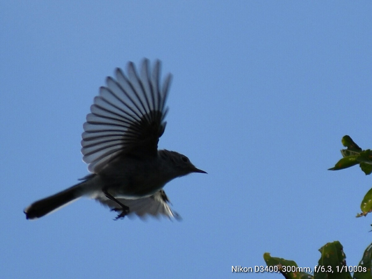 Blue-gray Gnatcatcher - ML62373771