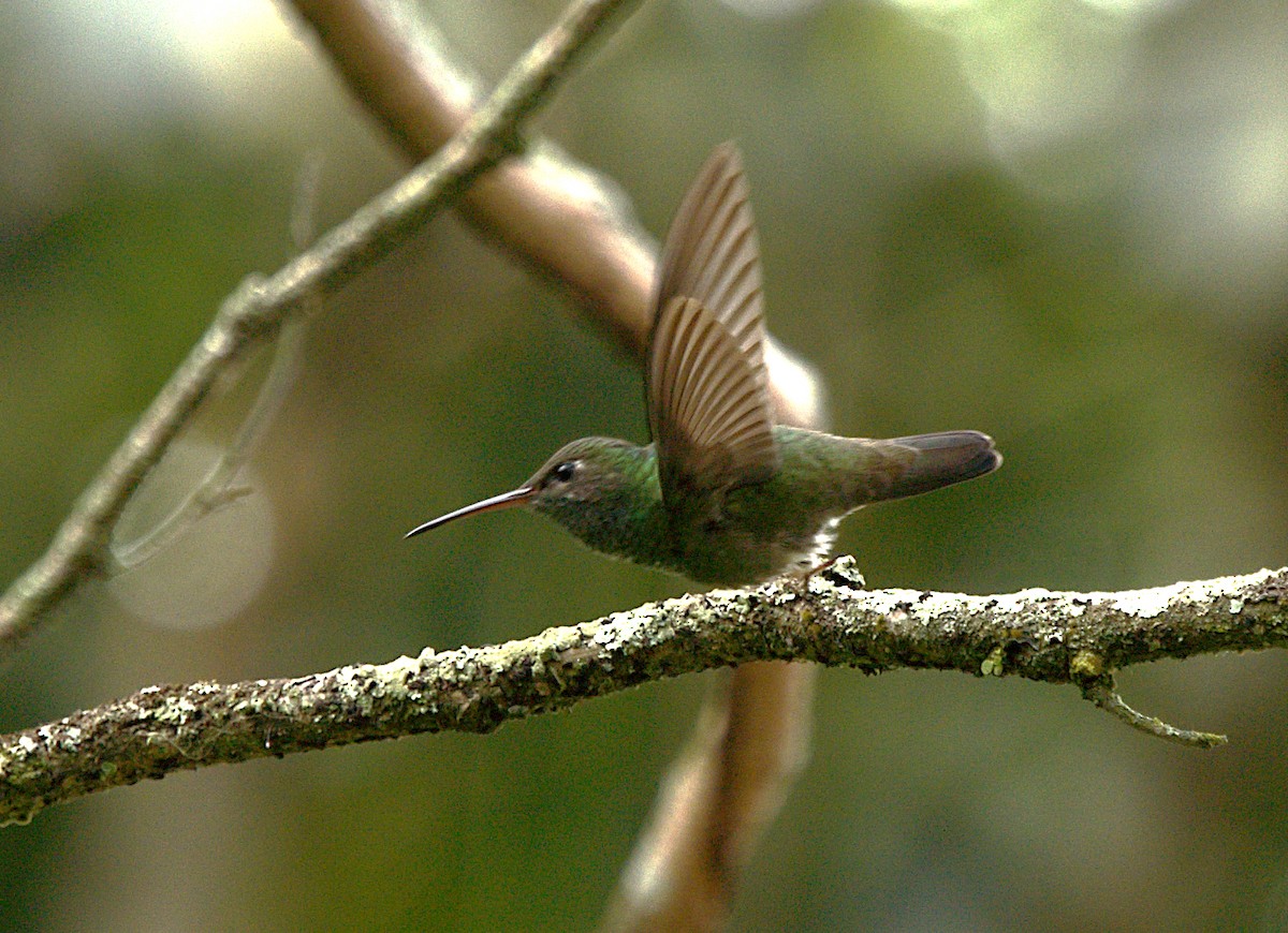 Glittering-throated Emerald - ML623737711
