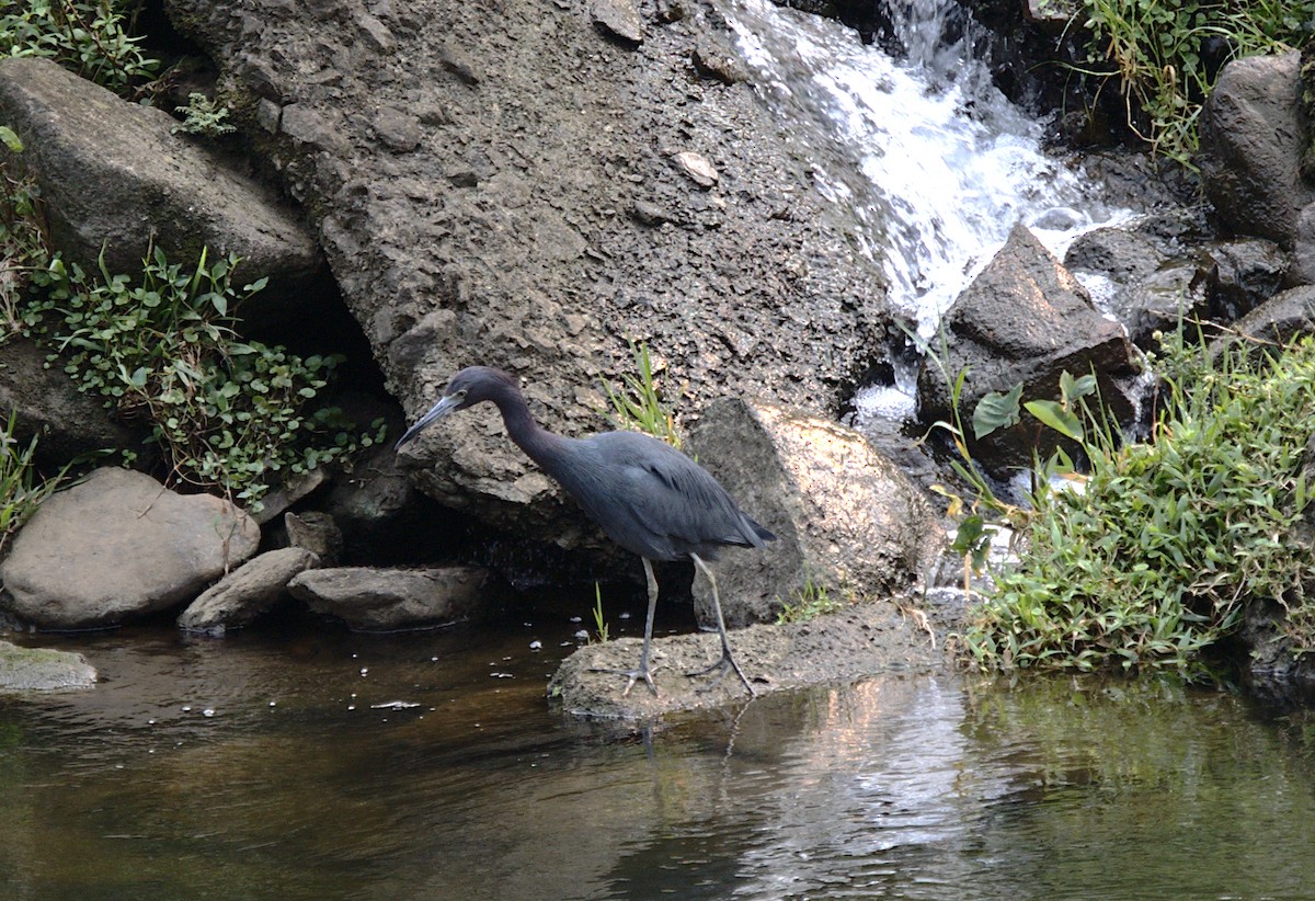 Little Blue Heron - ML623737713