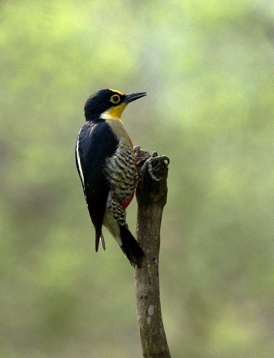 Yellow-fronted Woodpecker - ML623737728