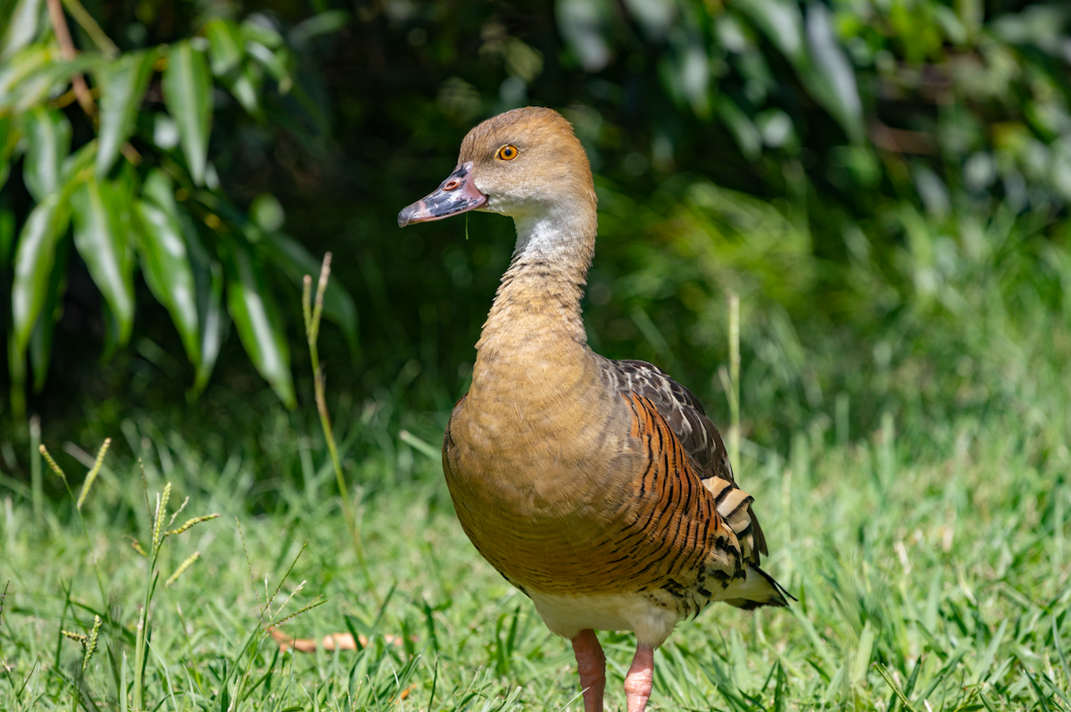 Plumed Whistling-Duck - ML623737730