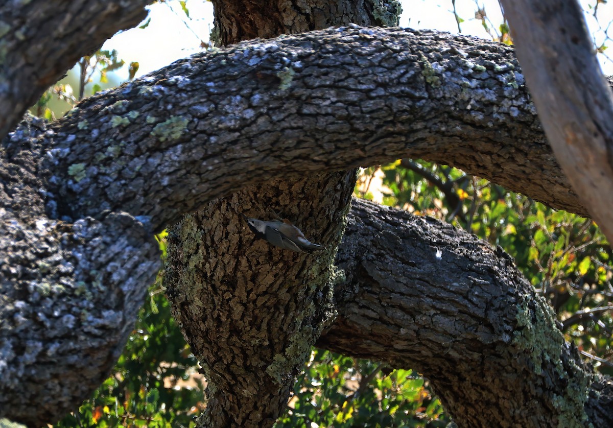 White-breasted Nuthatch - ML623737731