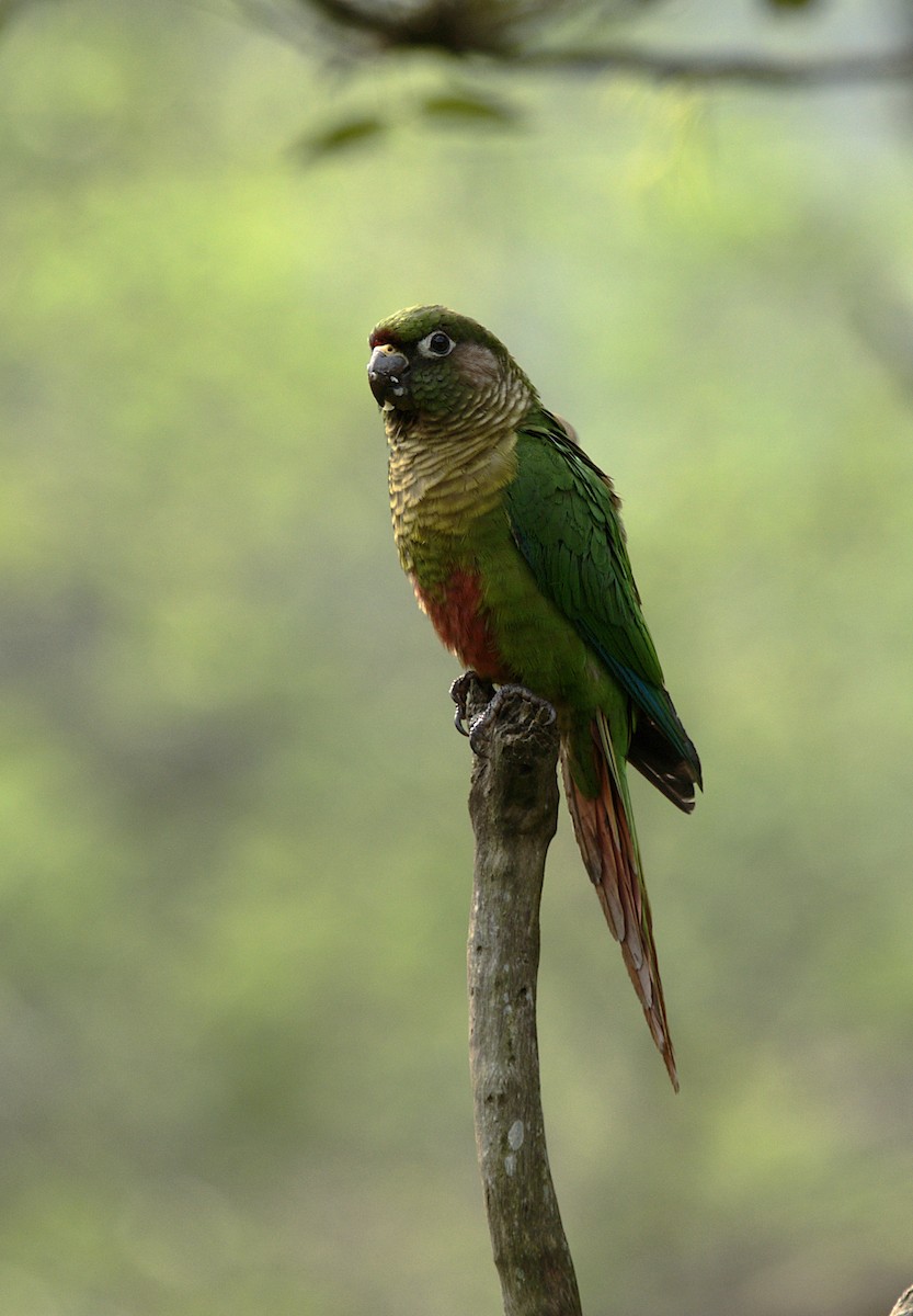 Maroon-bellied Parakeet - Patrícia Hanate