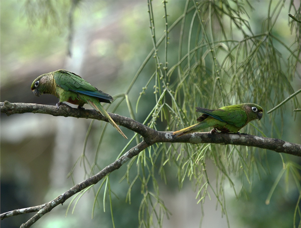 Maroon-bellied Parakeet - ML623737734