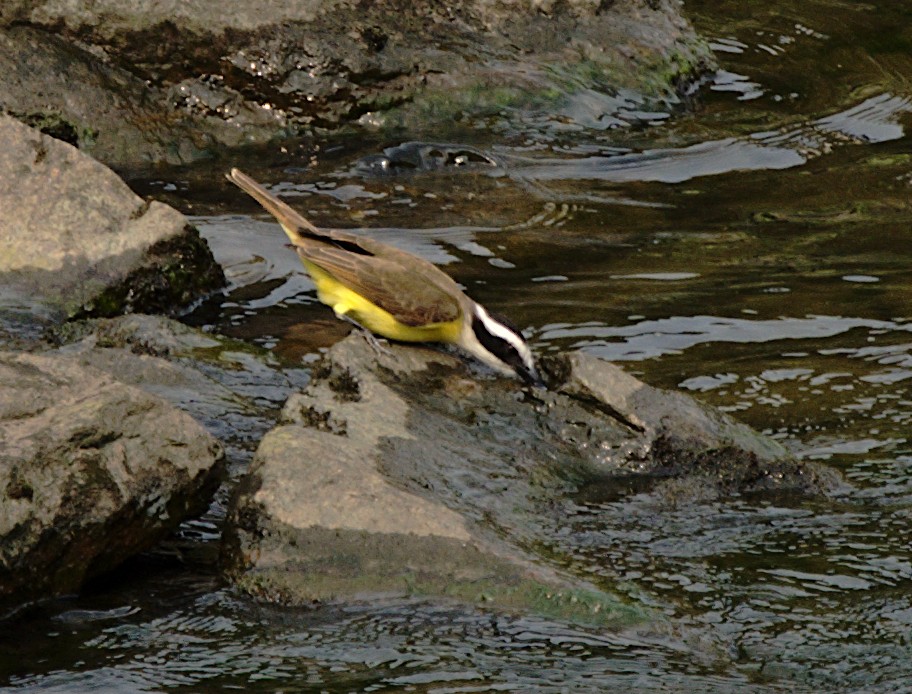 Great Kiskadee - ML623737735