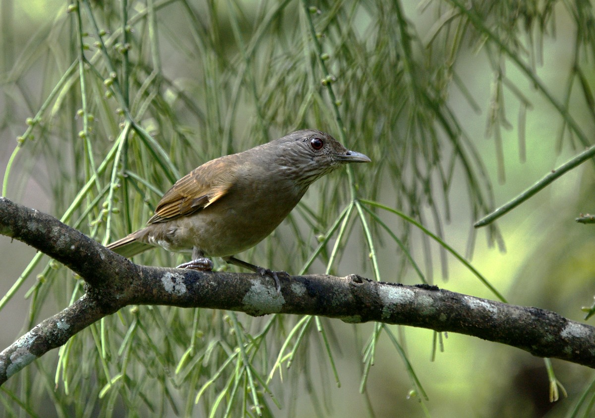 Pale-breasted Thrush - ML623737746