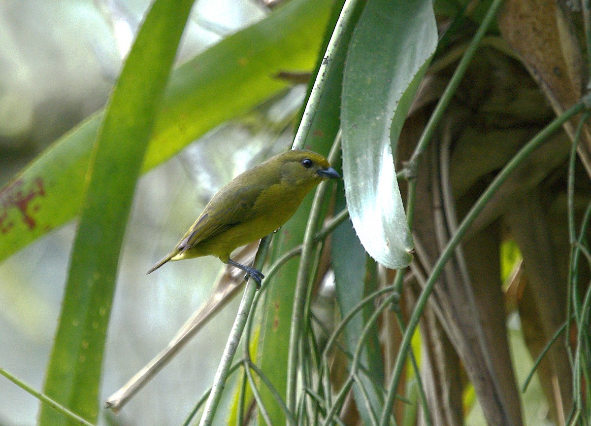 Violaceous Euphonia - ML623737748