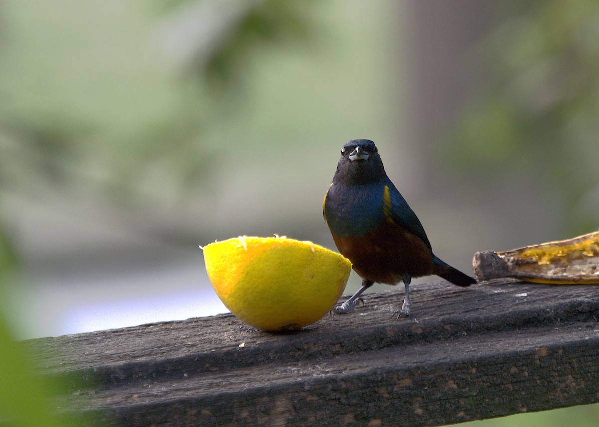 Chestnut-bellied Euphonia - ML623737751