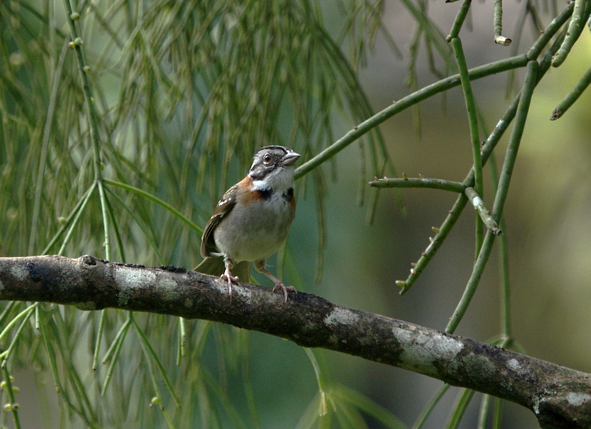Rufous-collared Sparrow - ML623737755