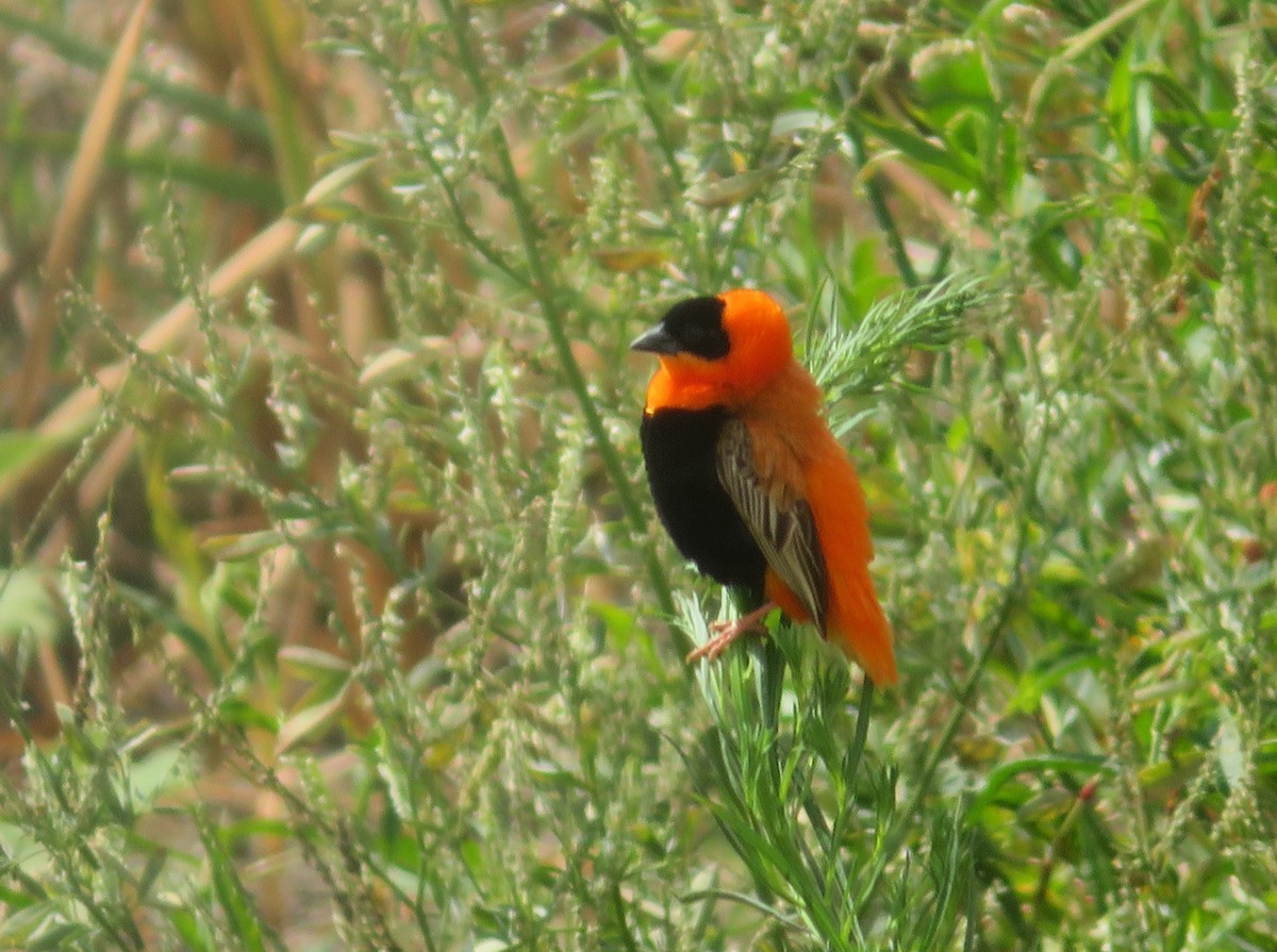 Vescovo arancio - ML623737757