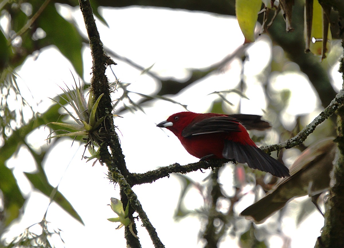 Brazilian Tanager - ML623737760