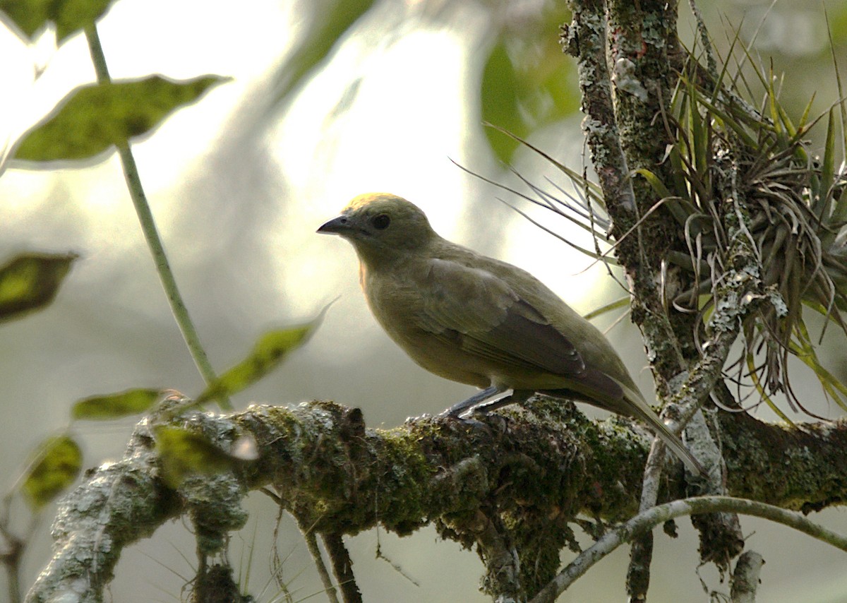 Palm Tanager - ML623737770