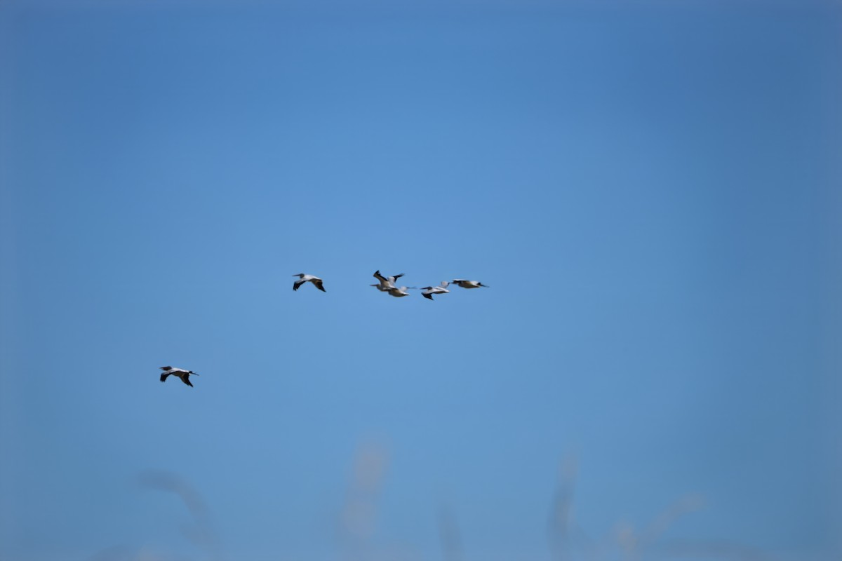 American White Pelican - ML623737771