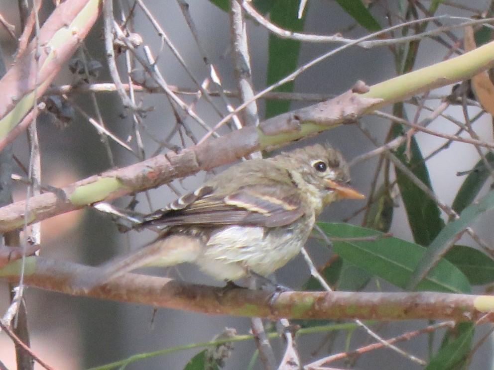 Western Flycatcher - ML623737772