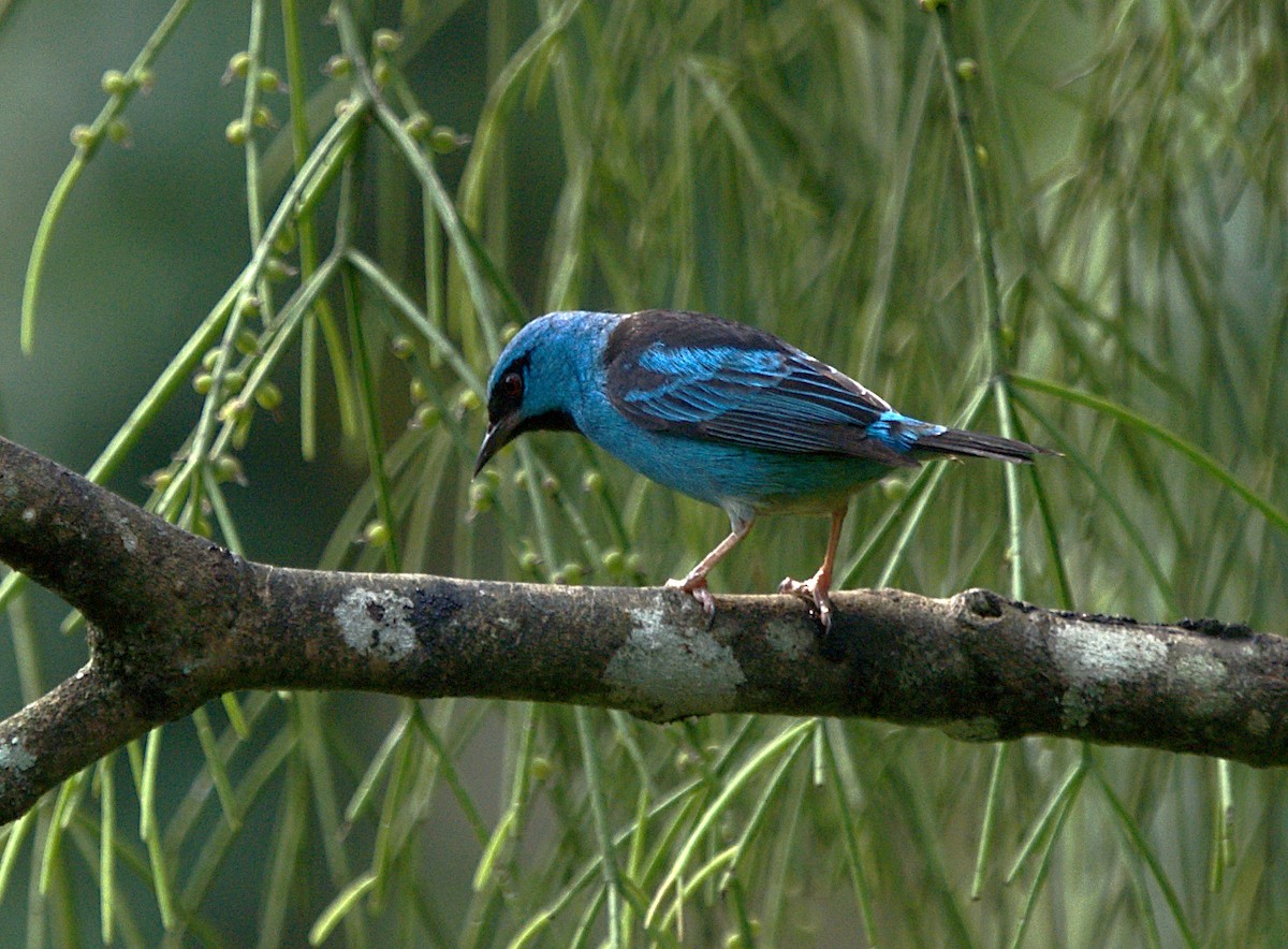 Blue Dacnis - ML623737778