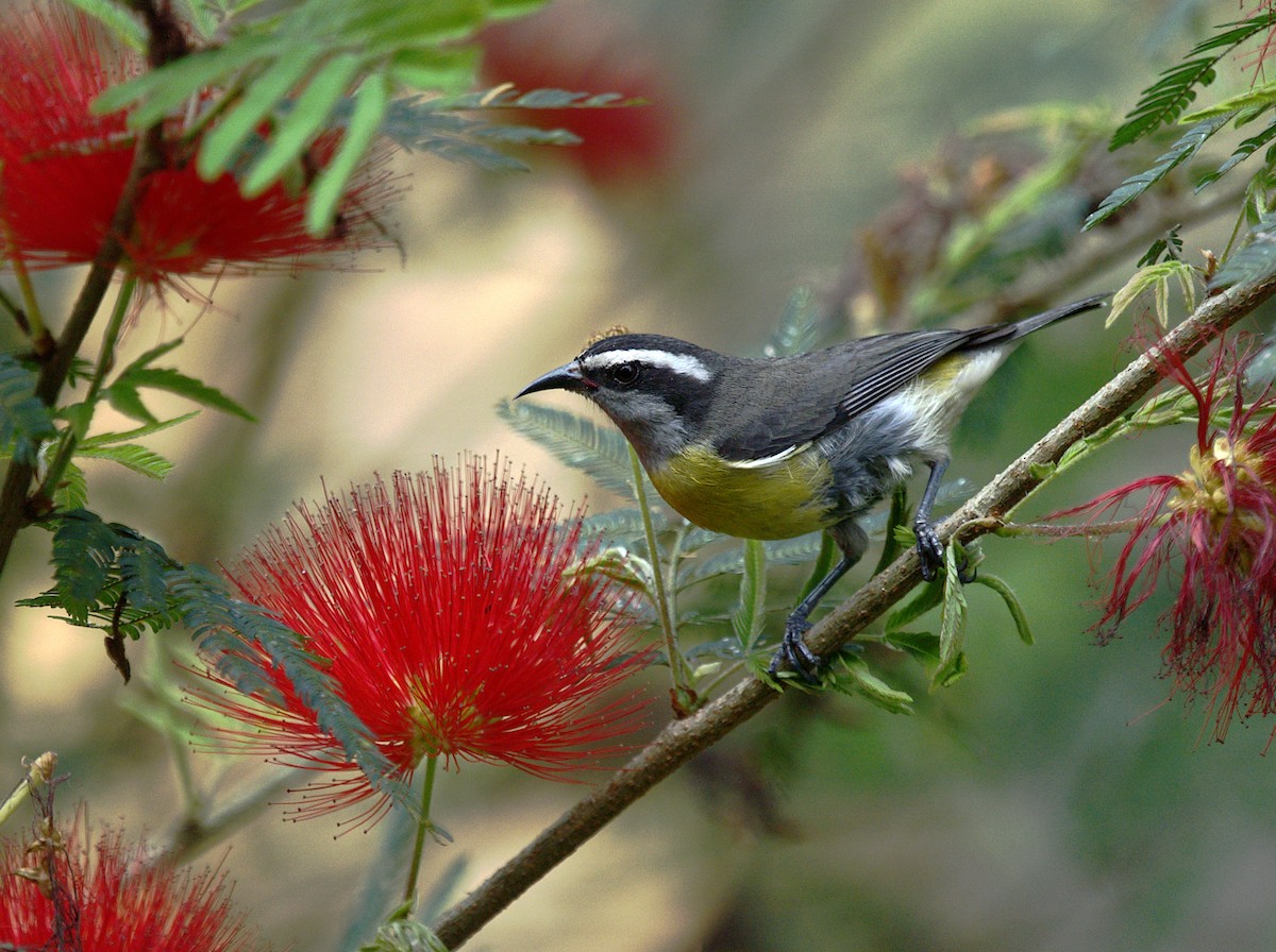 Bananaquit - ML623737783