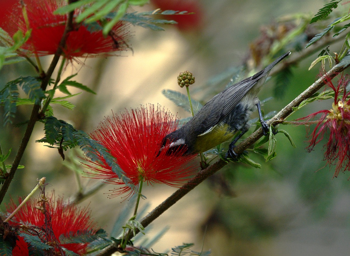 Bananaquit - ML623737784
