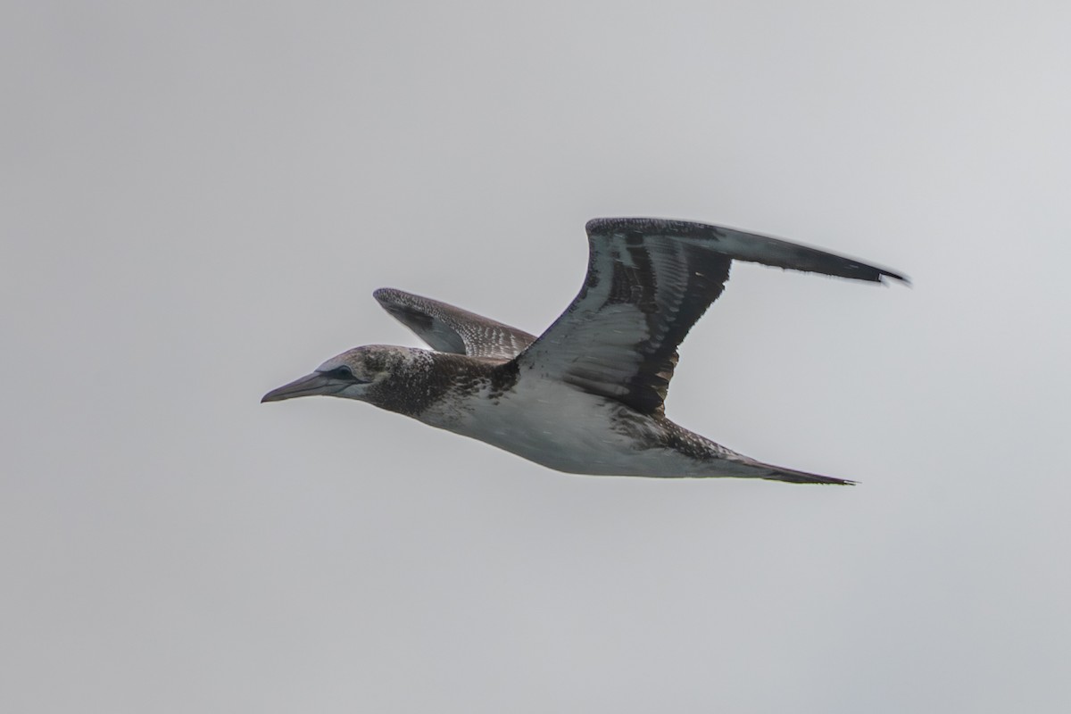 Australasian Gannet - ML623737820