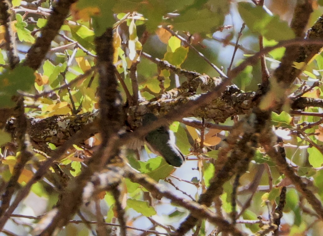 Anna's Hummingbird - ML623737847