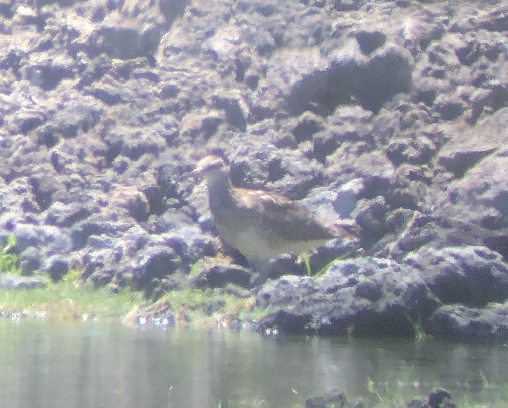 Bristle-thighed Curlew - ML623737870