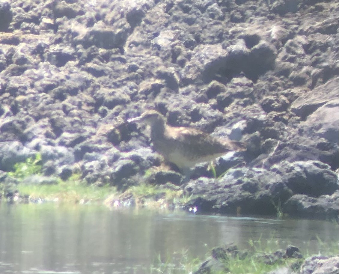 Bristle-thighed Curlew - ML623737871