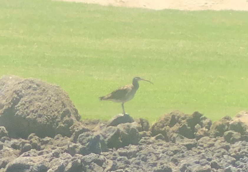 Bristle-thighed Curlew - ML623737873