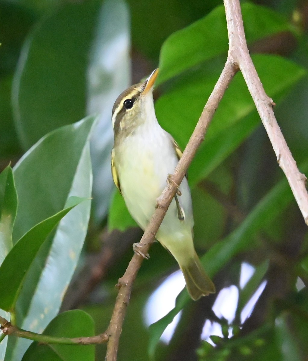 Eastern Crowned Warbler - ML623737875