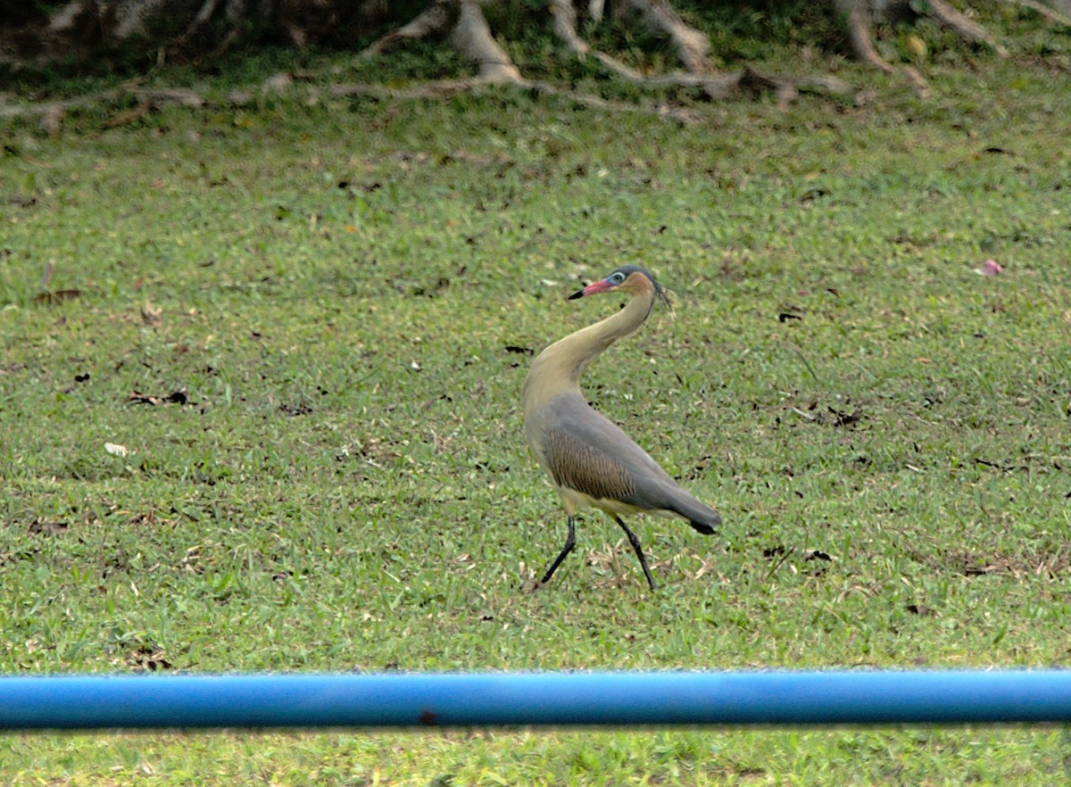 Whistling Heron - ML623737894