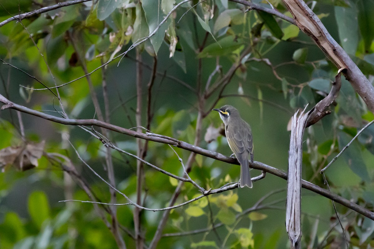 Yellow-faced Honeyeater - ML623737896