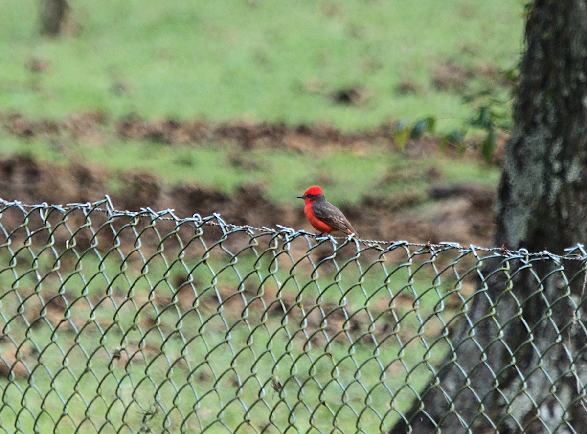 Vermilion Flycatcher - ML623737901