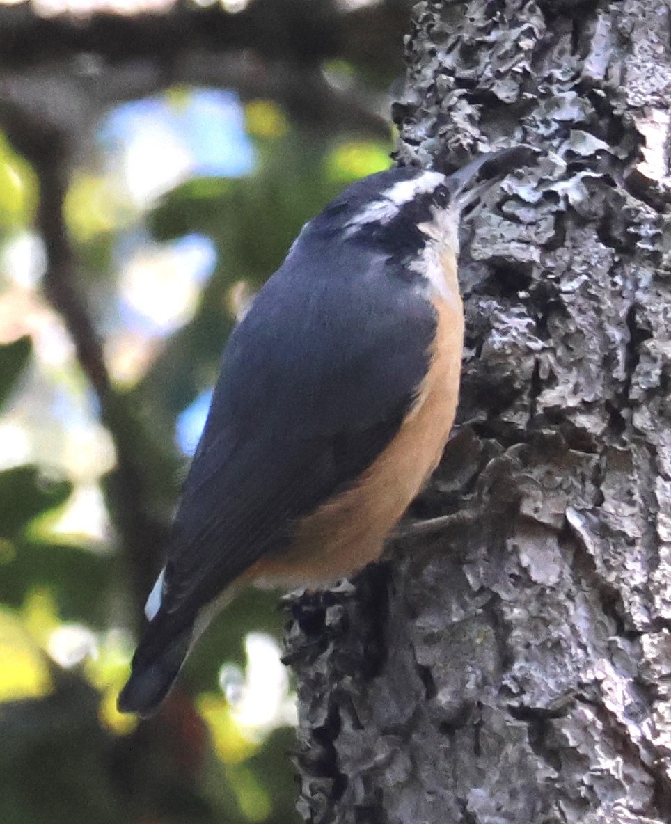 Red-breasted Nuthatch - ML623737911