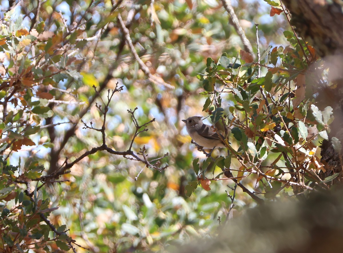 Oak Titmouse - ML623737912