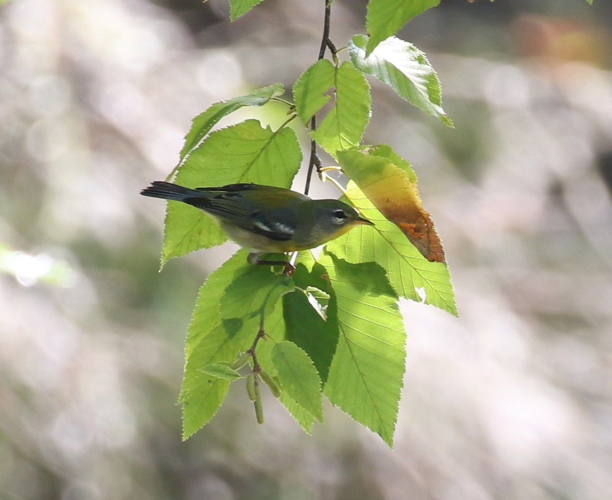 Northern Parula - ML623737925