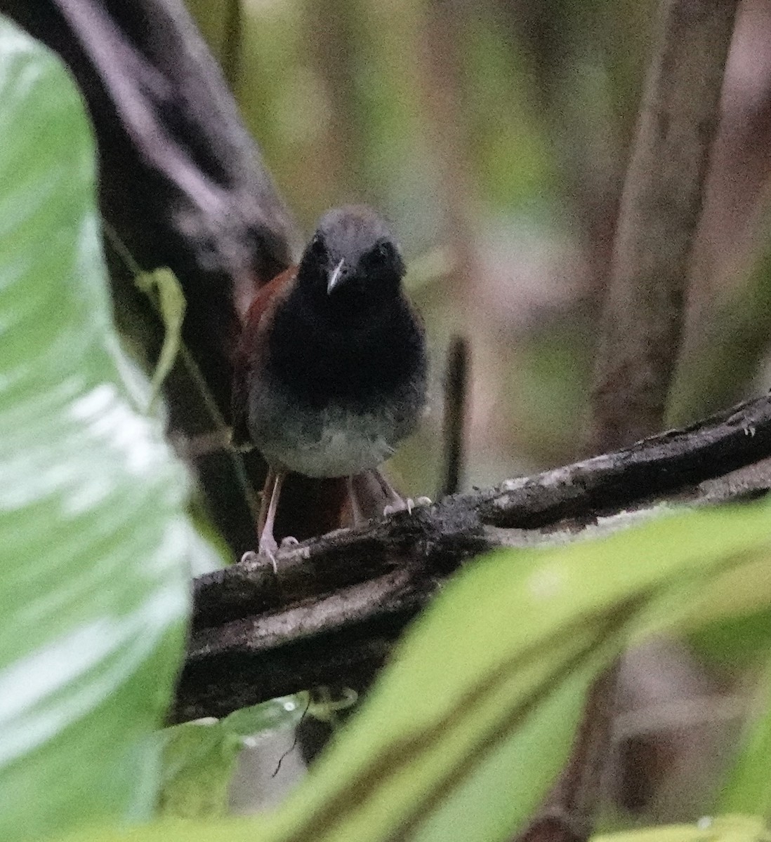 White-bellied Antbird - ML623737928