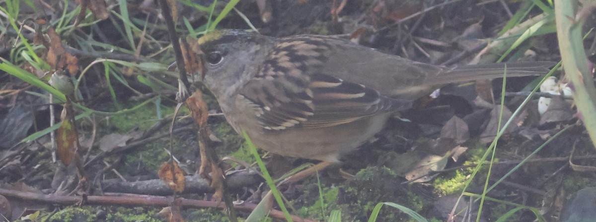 Golden-crowned Sparrow - ML623737931