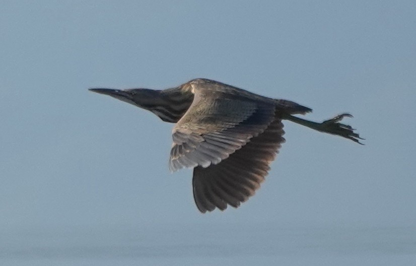 American Bittern - ML623737943