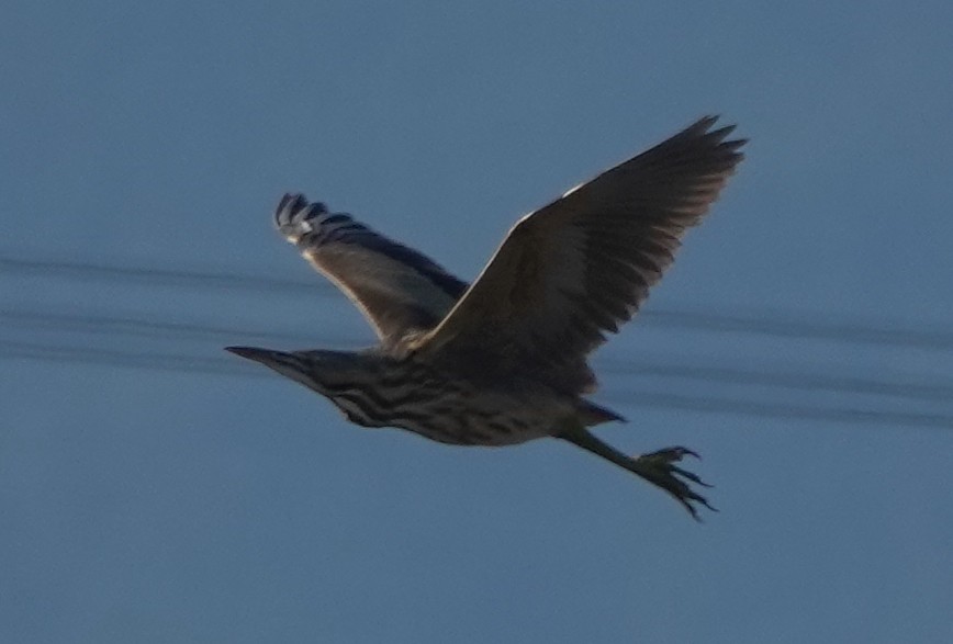 American Bittern - ML623737945