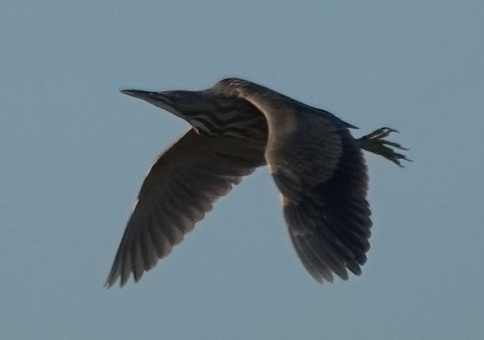 American Bittern - ML623737948